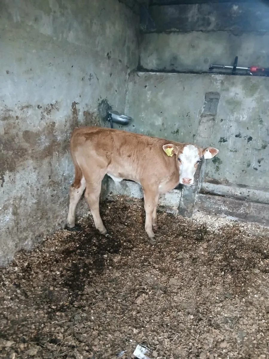 Suckler bull calf - Image 1