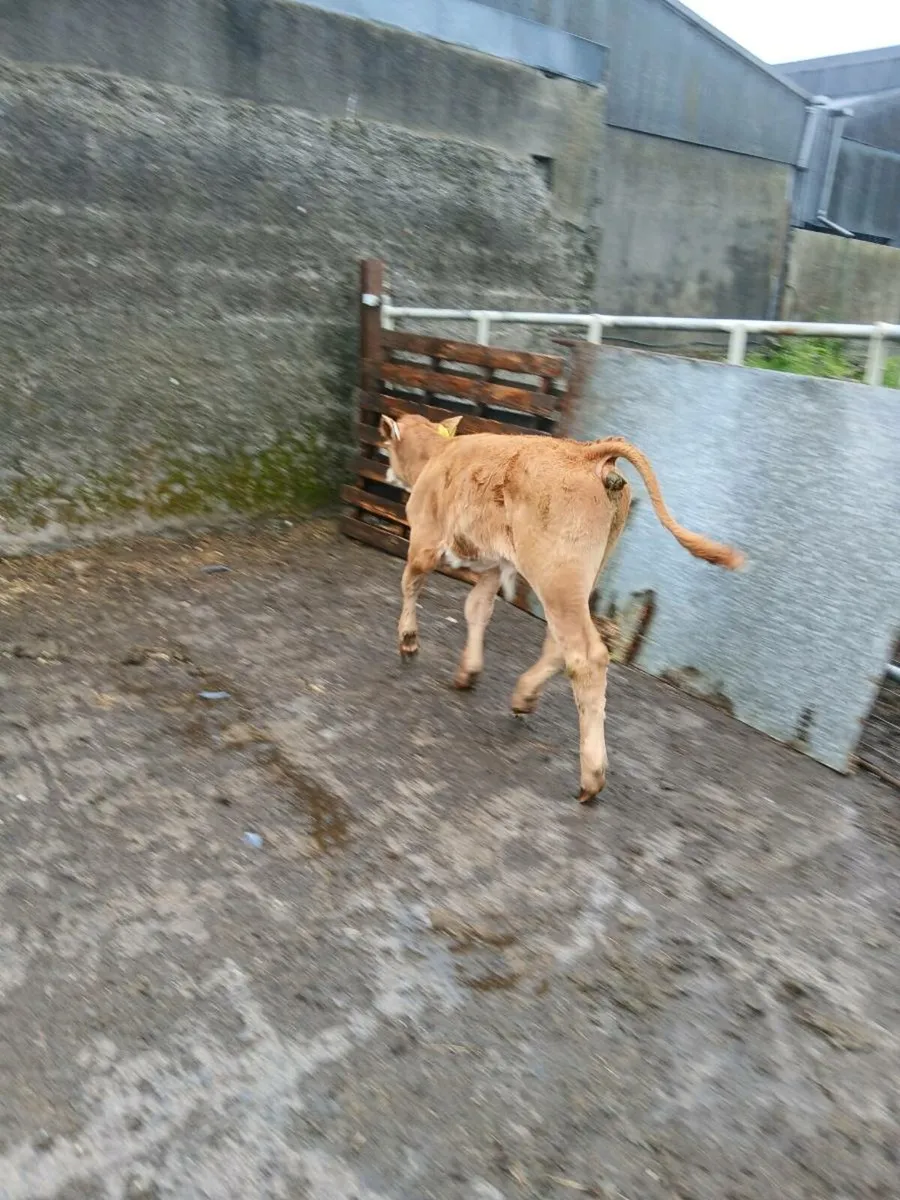 Suckler bull calf - Image 2