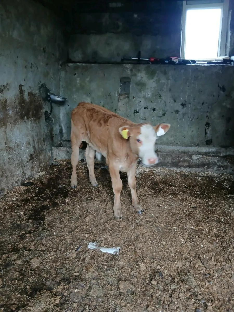 Suckler bull calf - Image 3