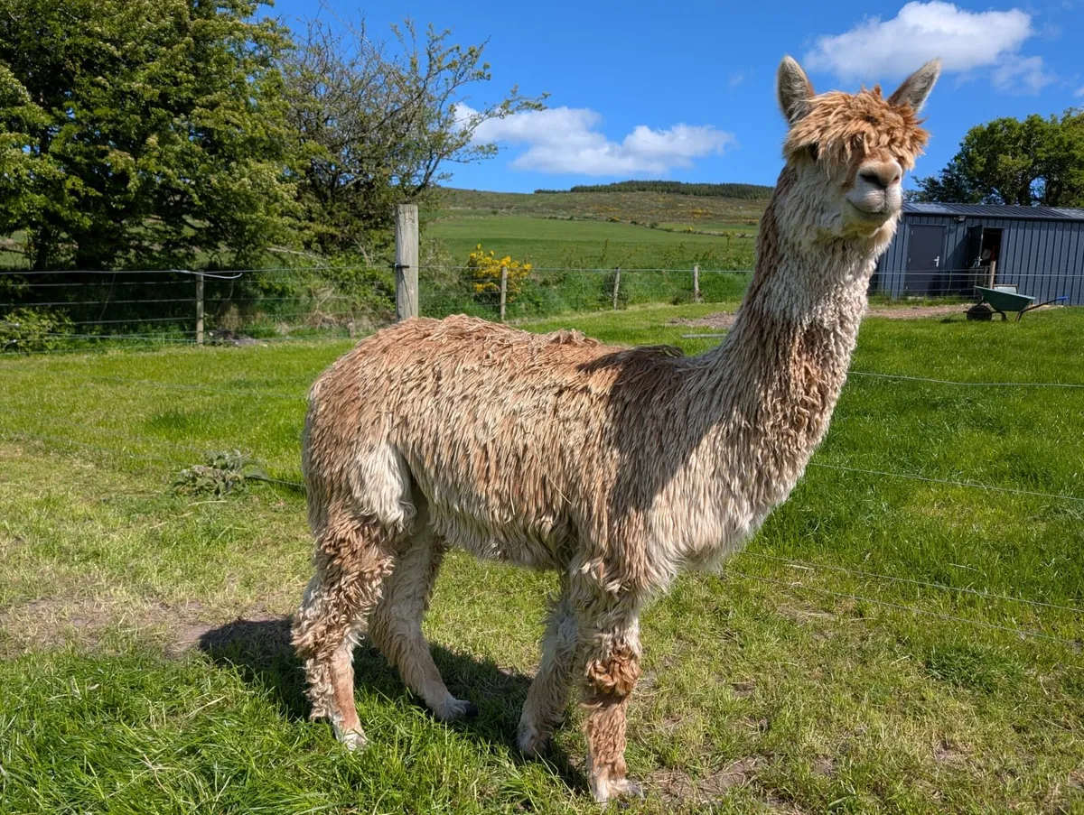 Stud Alpaca - Image 2