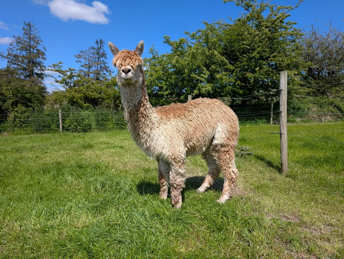 Stud Alpaca - Image 1