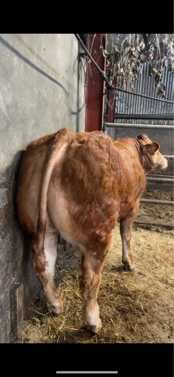 Pedigree Limousin Bull - Image 4