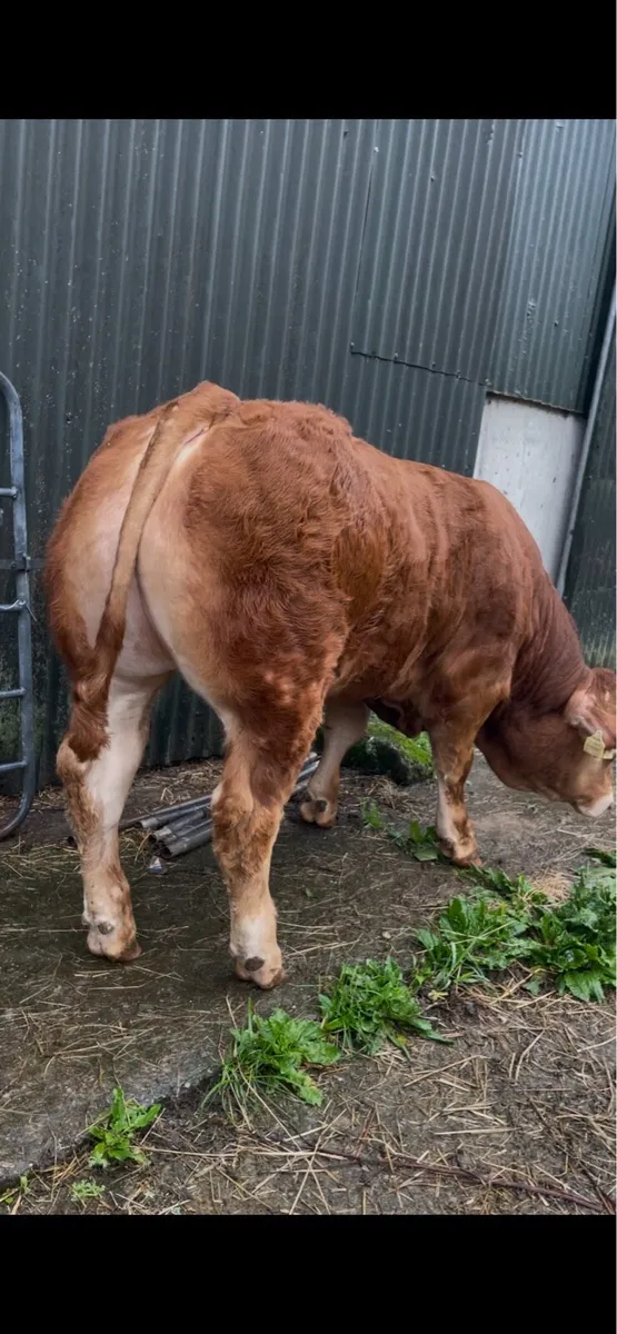 Pedigree Limousin Bull - Image 1