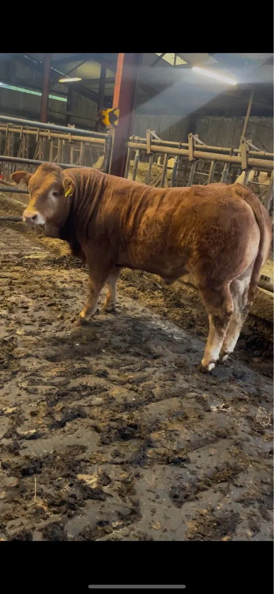 Pedigree Limousin Bull - Image 3