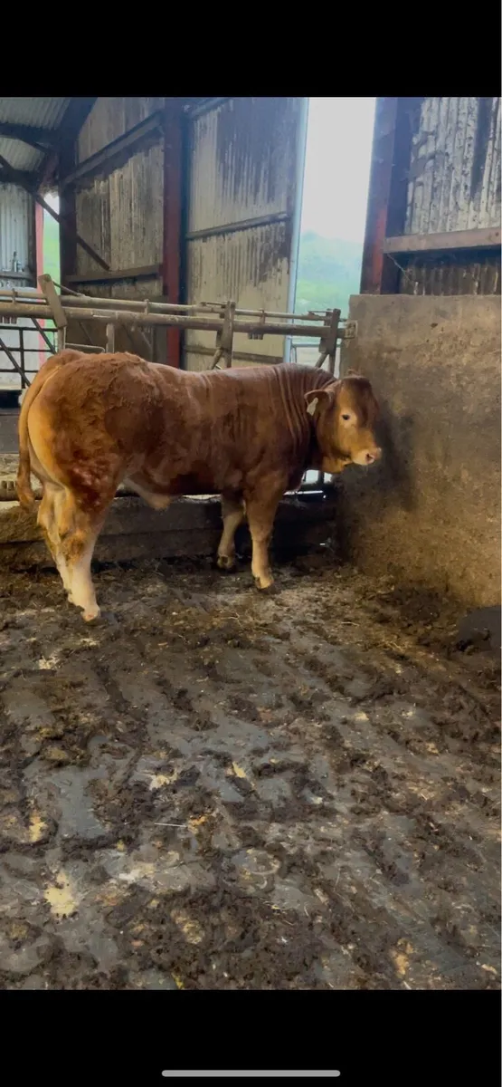 Pedigree Limousin Bull - Image 2