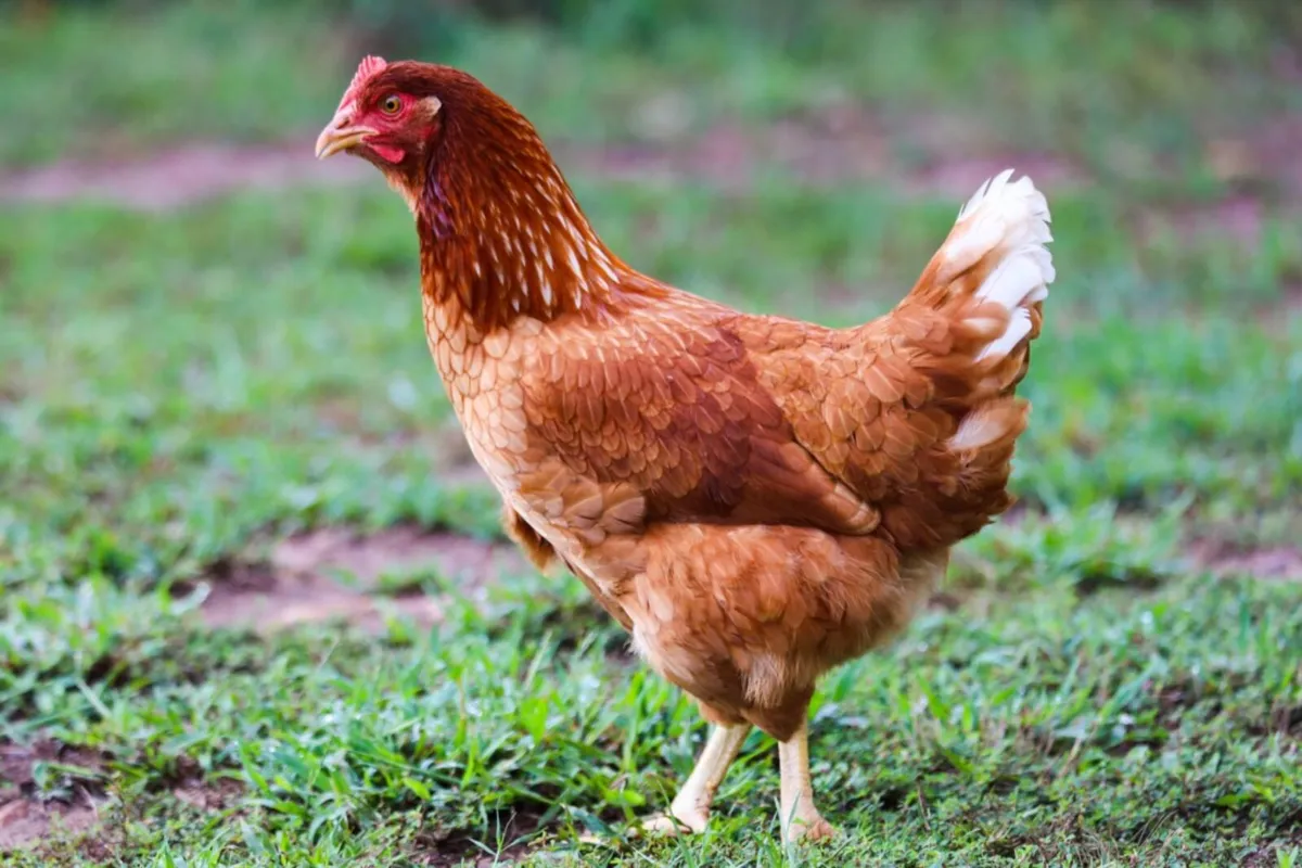 Point of Lay Pullets - Image 1