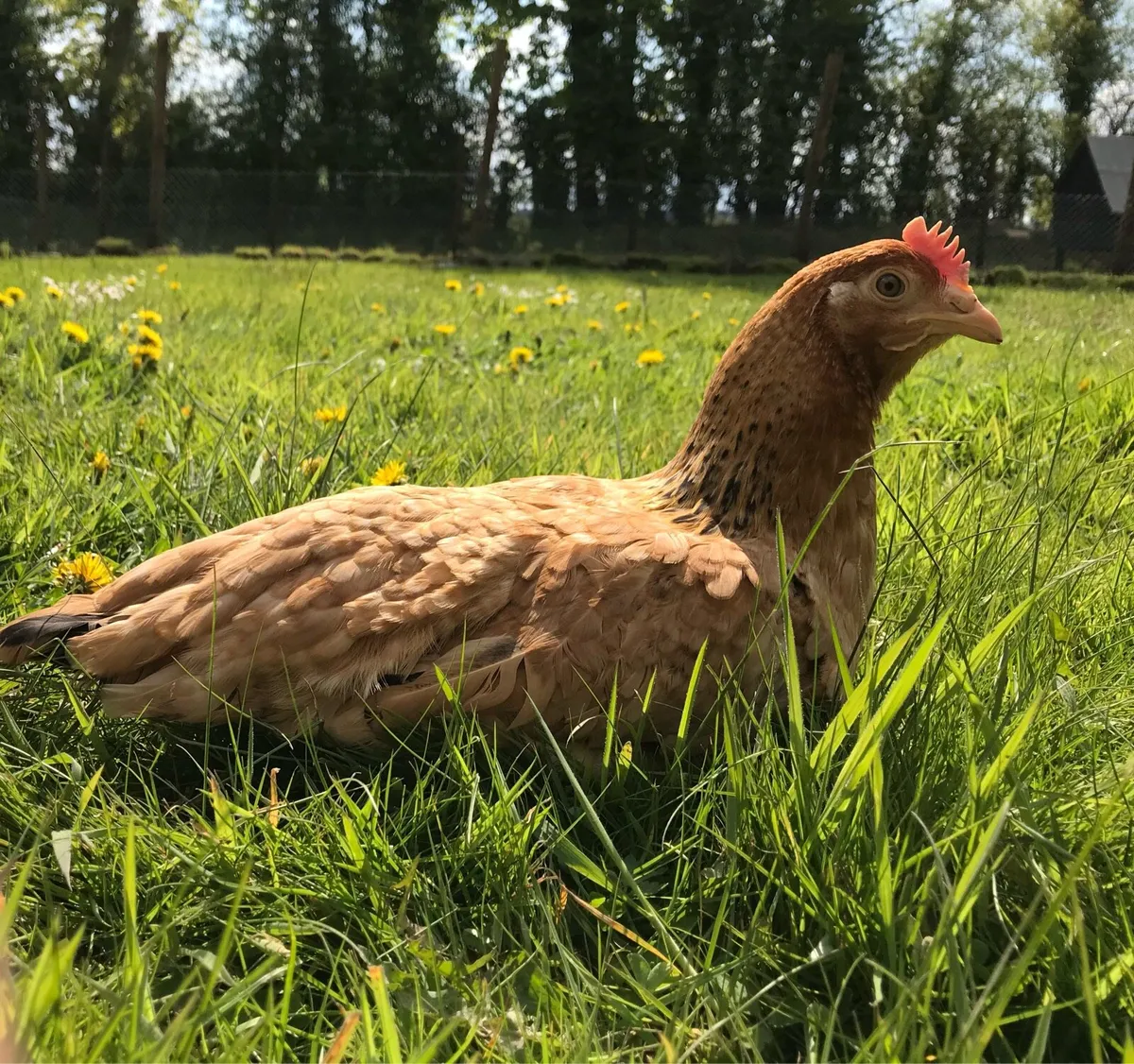 Point of Lay Pullets - Image 2