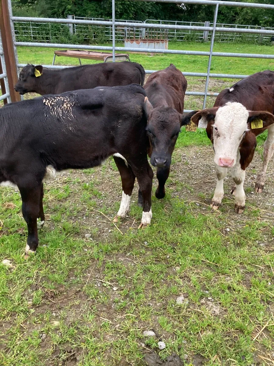 SUPER QUAILTY REARED CALVES HEX/AA 3 MONTHS OLD - Image 2