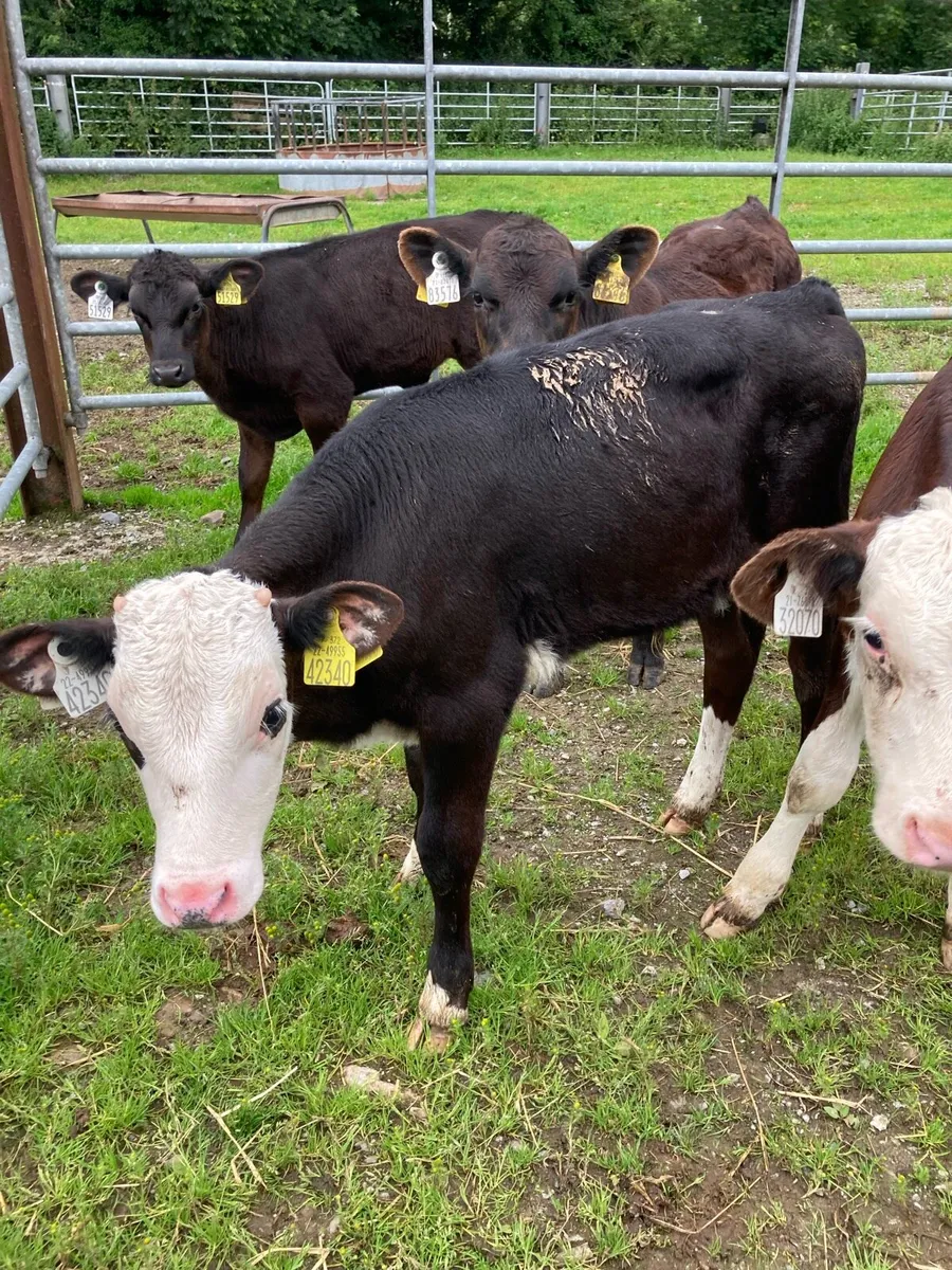 SUPER QUAILTY REARED CALVES HEX/AA 3 MONTHS OLD - Image 1