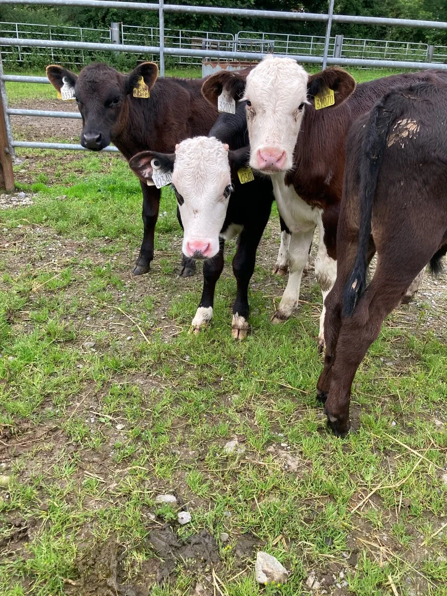 SUPER QUAILTY REARED CALVES HEX/AA 3 MONTHS OLD - Image 3