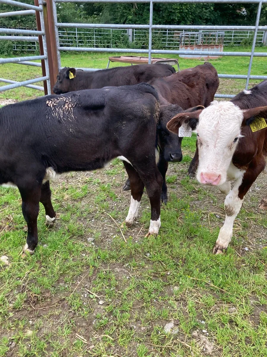 SUPER QUAILTY REARED CALVES HEX/AA 3 MONTHS OLD - Image 4