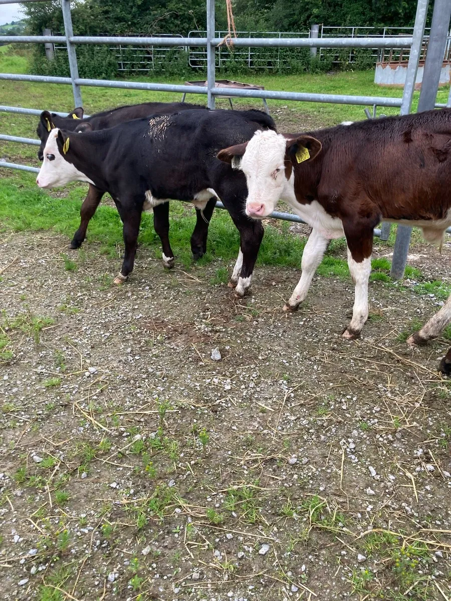 4 SUPER QUAILTY REARED  CALVES HEX/AA 3 MONTHS OLD - Image 3
