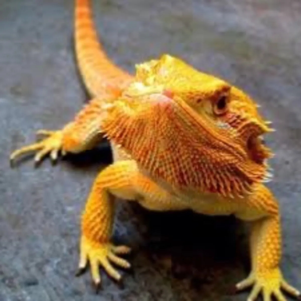 Bearded Dragon - Image 2