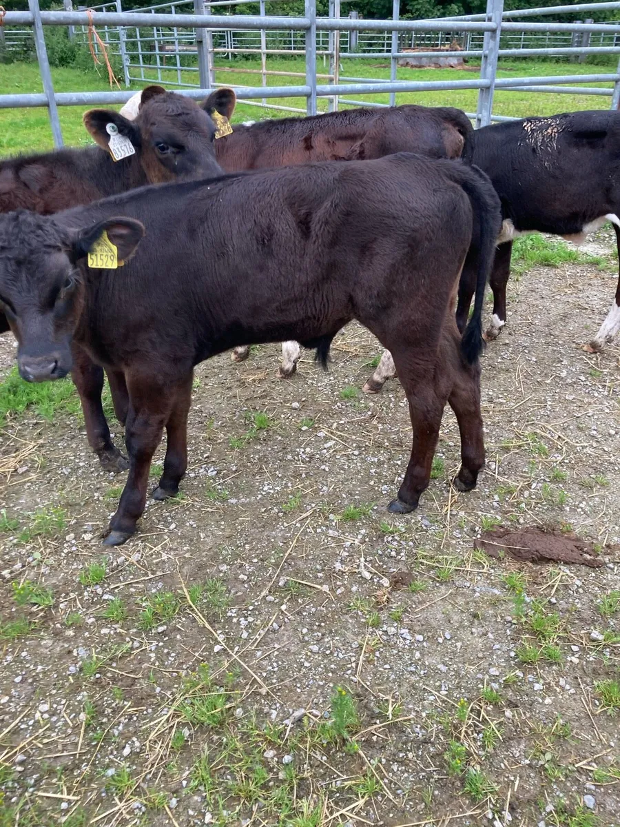4 SUPER QUAILTY REARED  CALVES HEX/AA 3 MONTHS OLD - Image 4