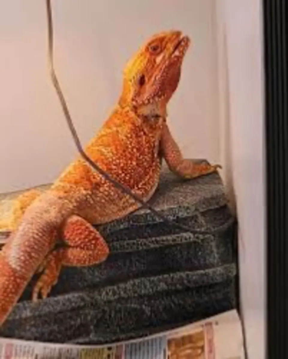 Bearded Dragon - Image 3