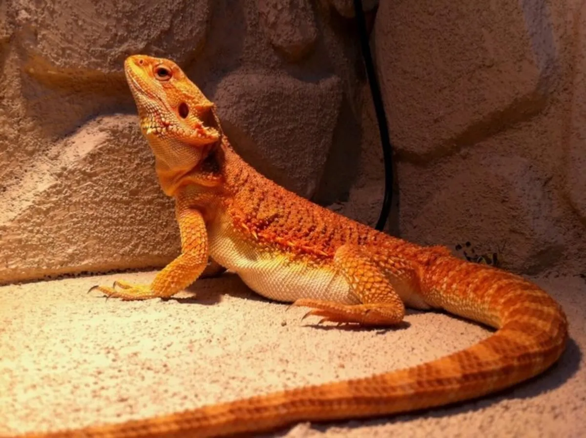Bearded Dragon - Image 4