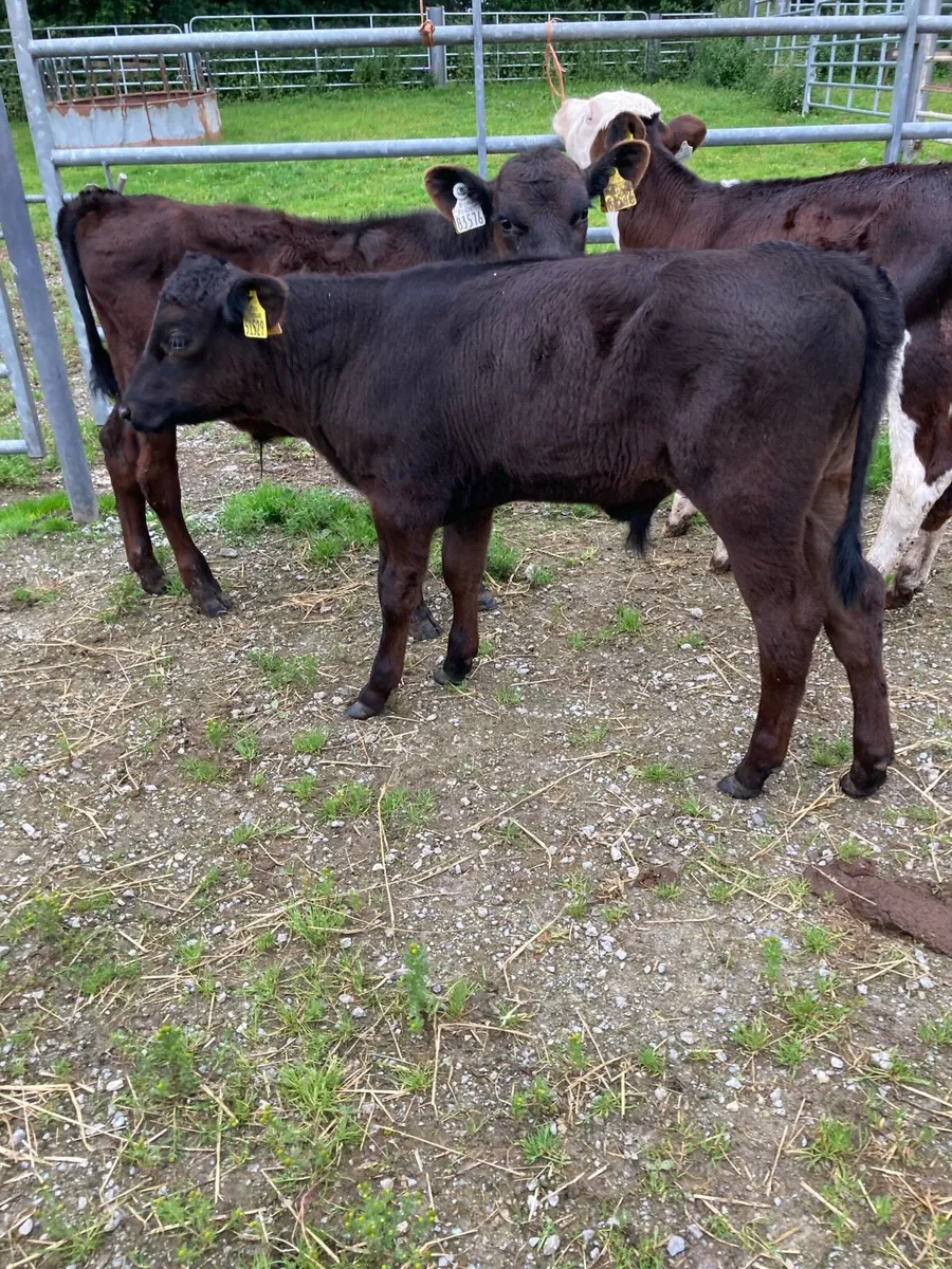 4 SUPER QUAILTY REARED  CALVES HEX/AA 3 MONTHS OLD - Image 2