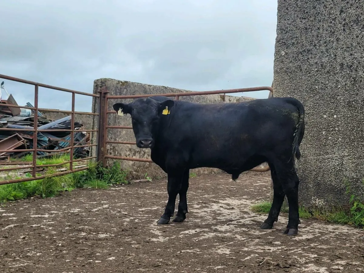 AA bull - Image 1