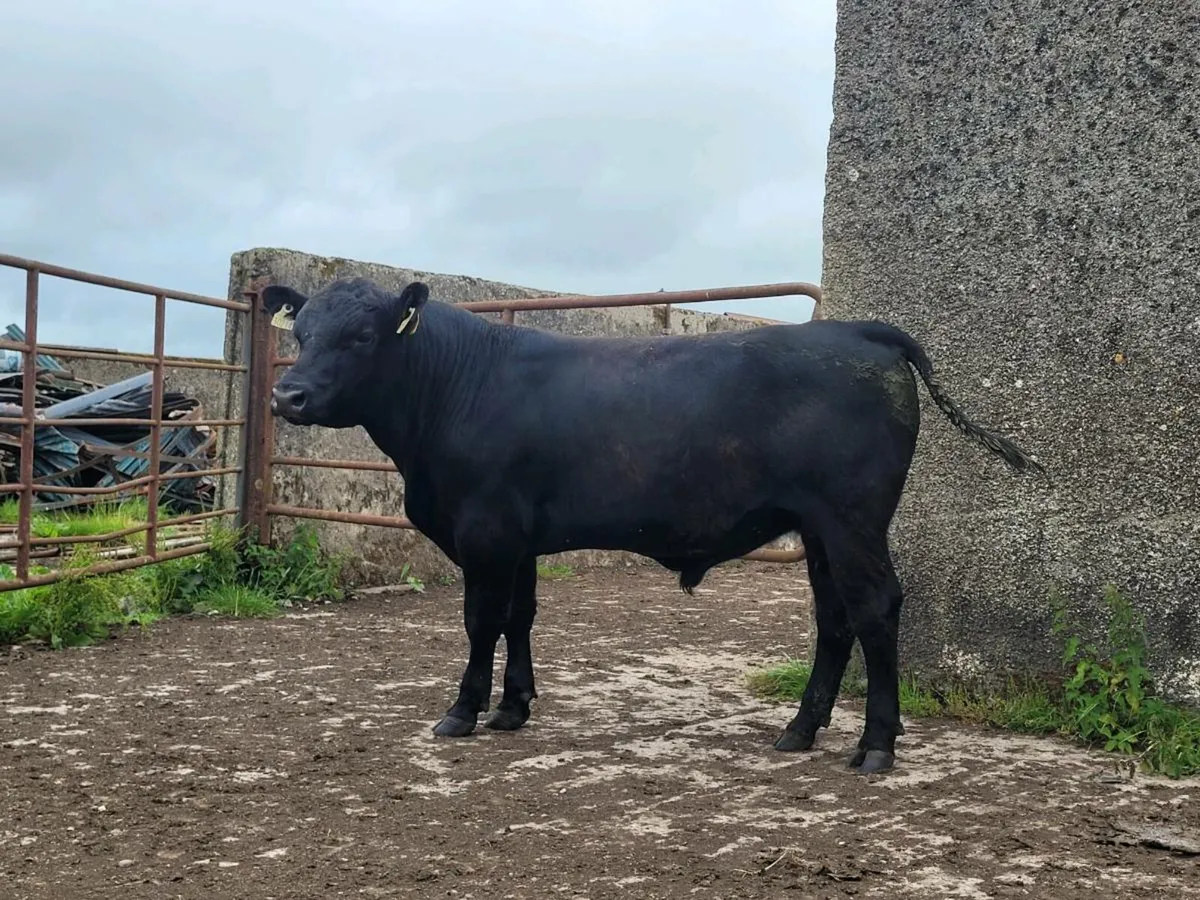 AA bull - Image 2