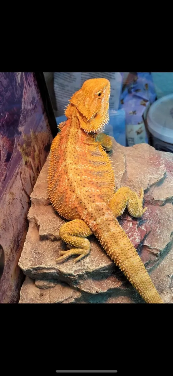 Bearded Dragon - Image 1