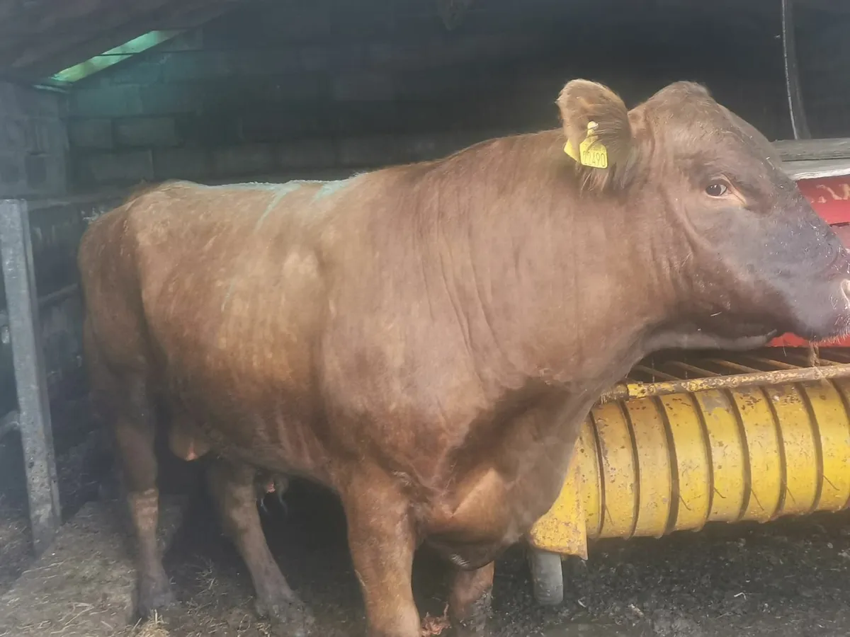 Aberdeen Angus, purebred - Image 1