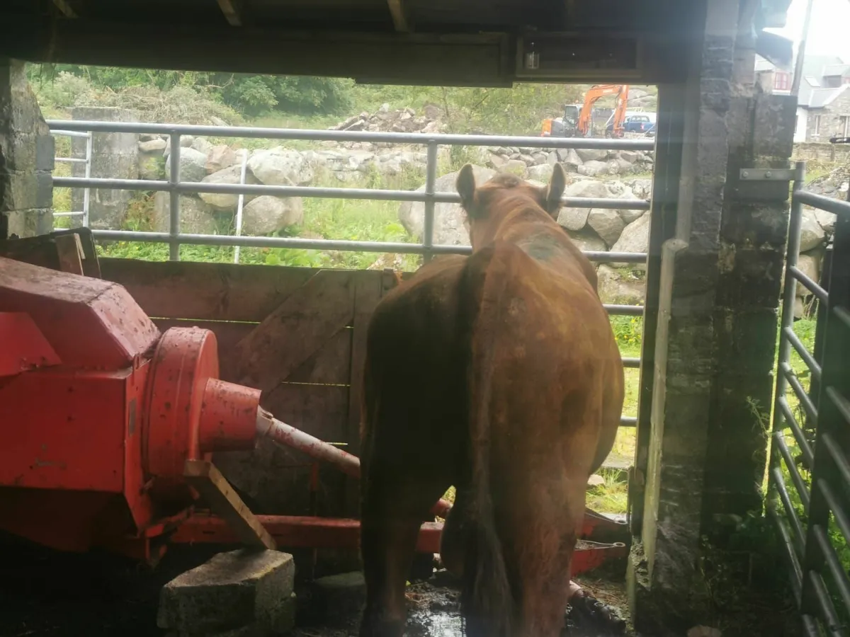 Aberdeen Angus, purebred - Image 3