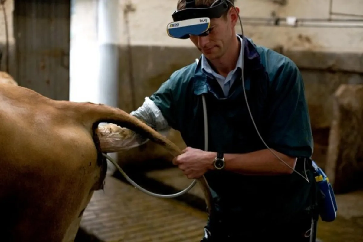 Cow Scanning - Image 1