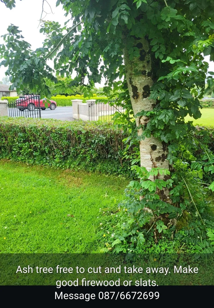 Ash tree
