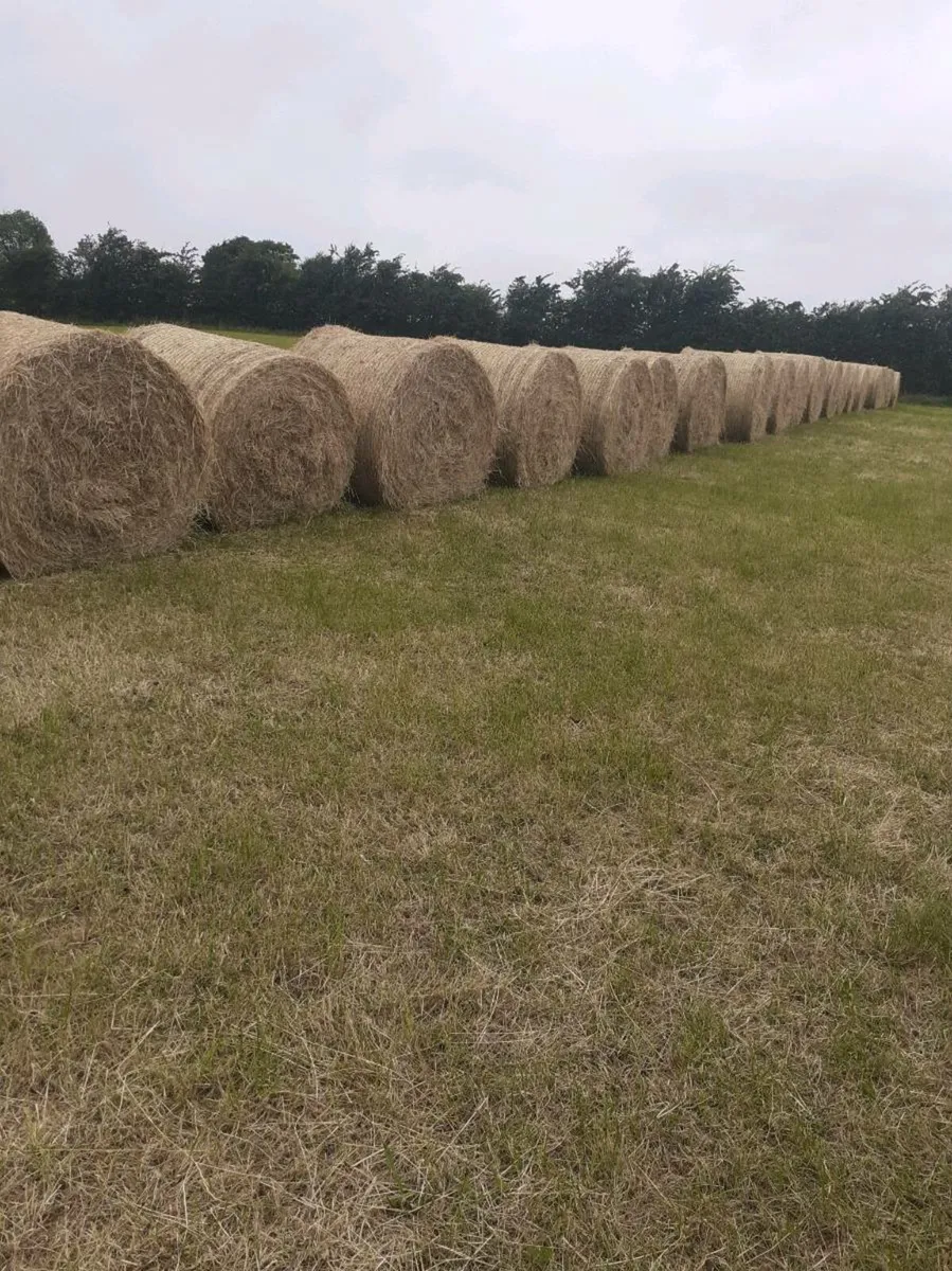 Round hay bales - Image 1