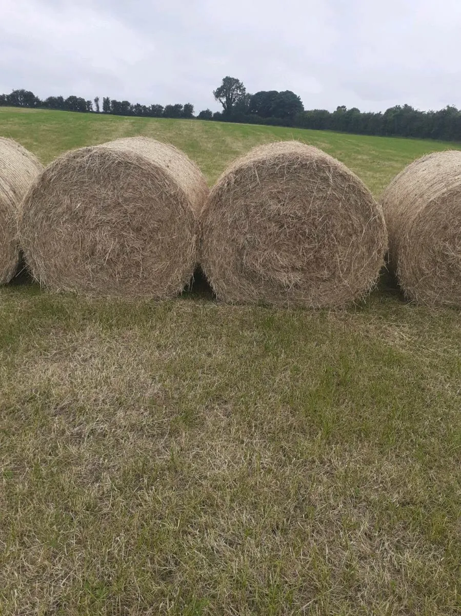Round hay bales - Image 2