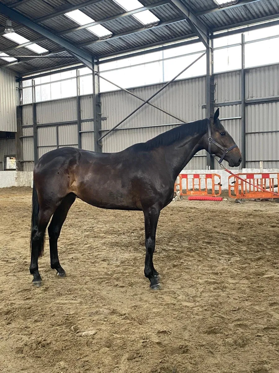Tyson x Powerblade 3year old filly - Image 2
