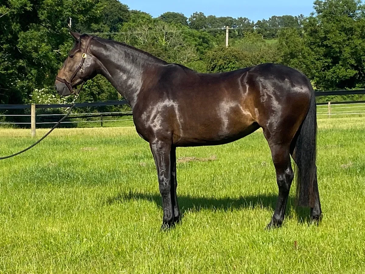 Tyson x Powerblade 3year old filly - Image 3