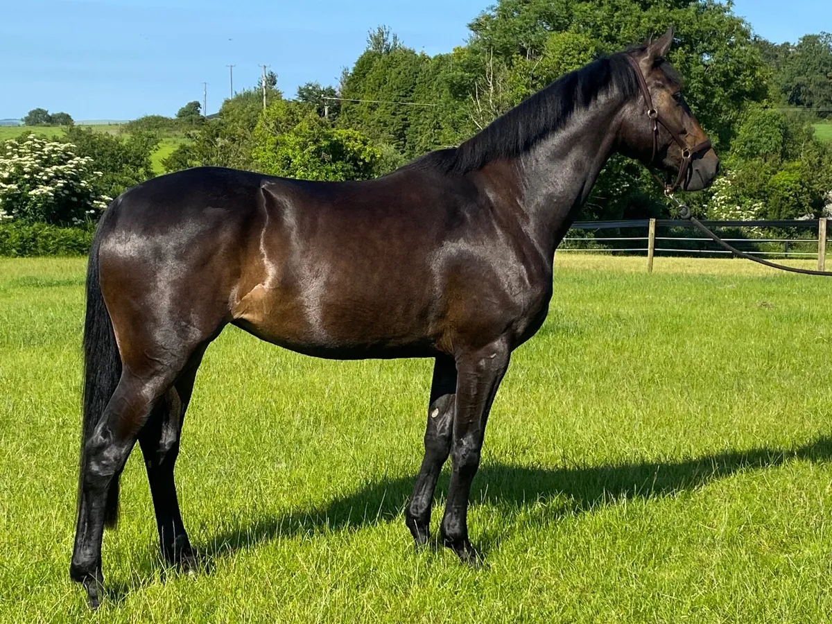 Tyson x Powerblade 3year old filly - Image 1