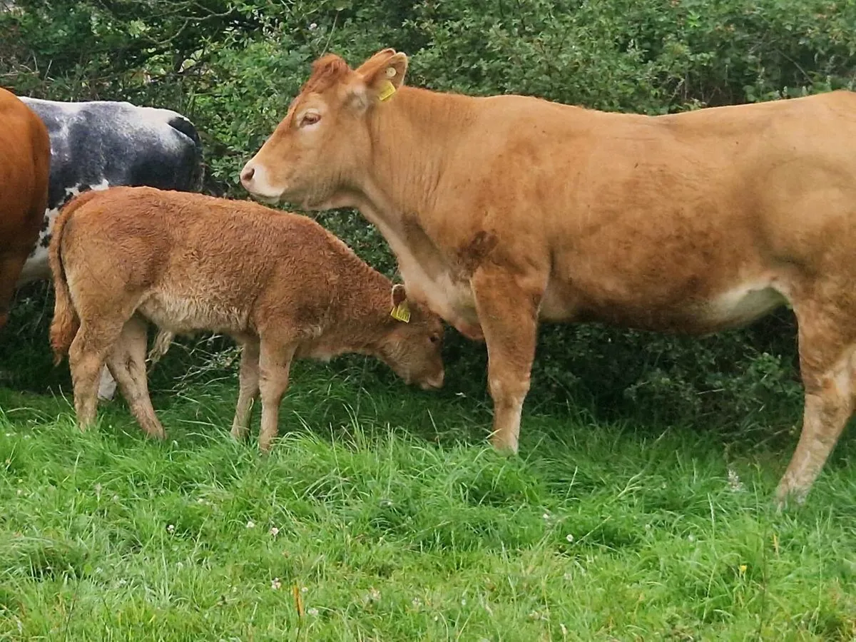 Organic First Calf Cow & Calf - Image 2