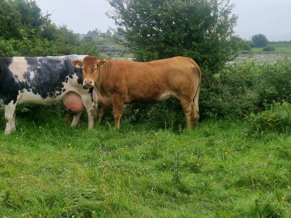 Organic First Calf Cow & Calf - Image 3