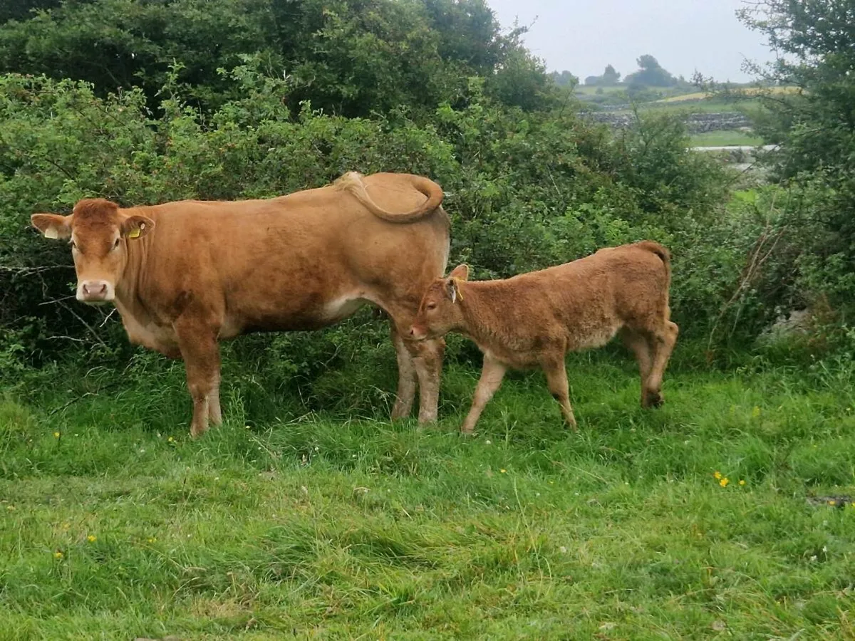 Organic First Calf Cow & Calf - Image 4