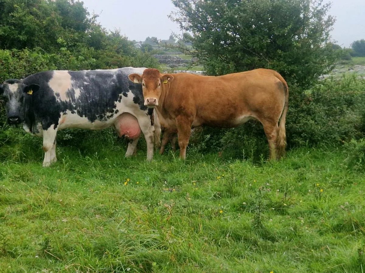 Organic First Calf Cow & Calf - Image 1