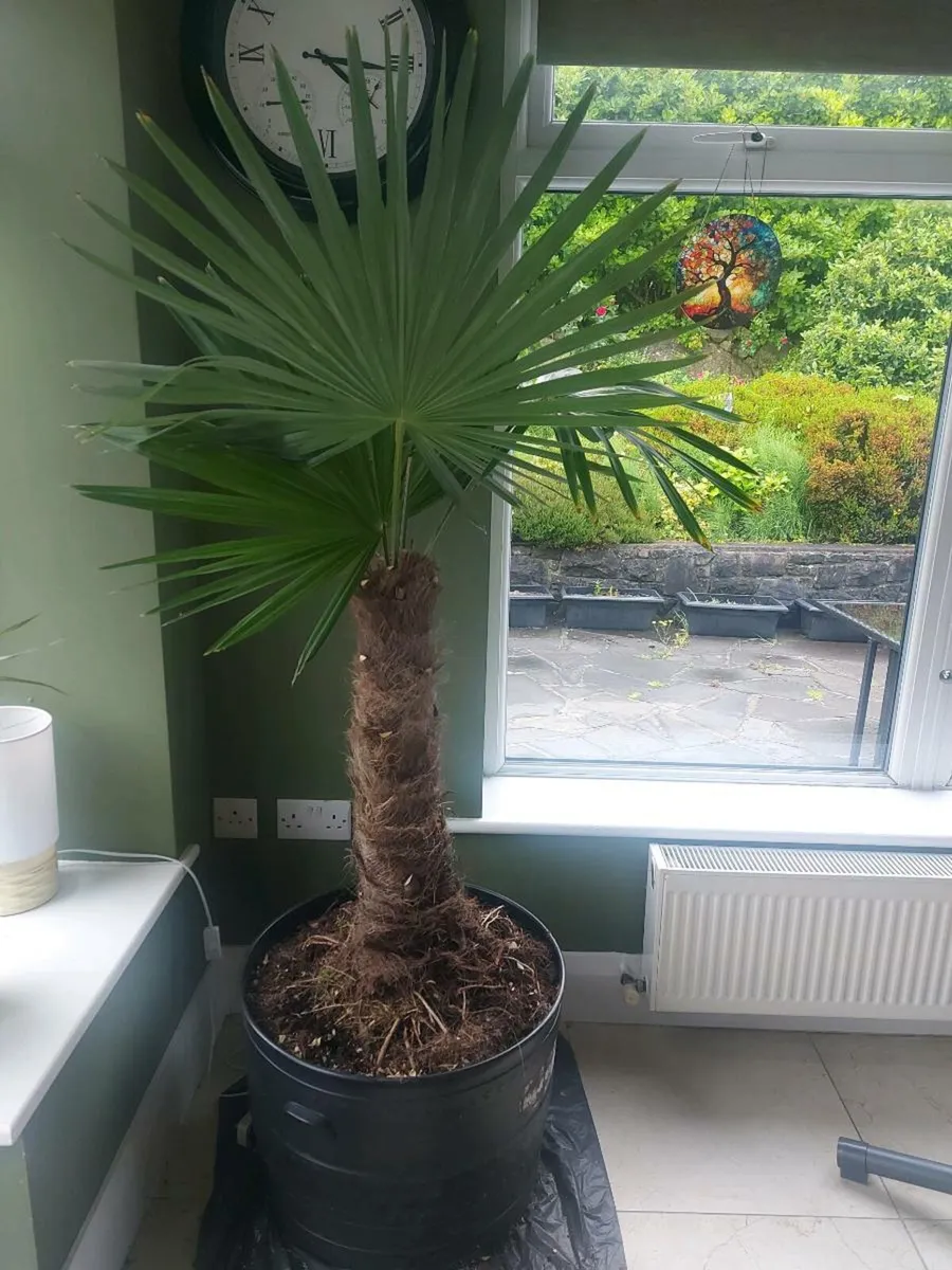 Tropical Palm - Image 1