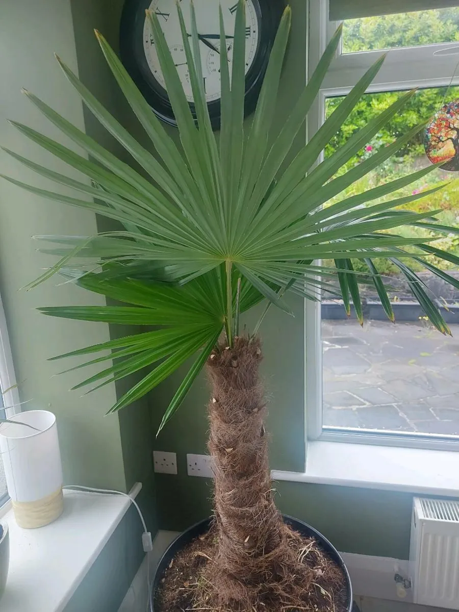 Tropical Palm - Image 2
