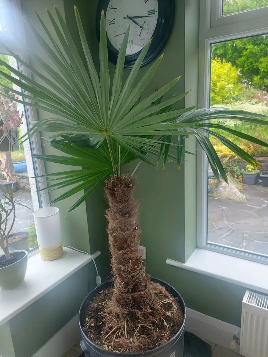 Tropical Palm - Image 3