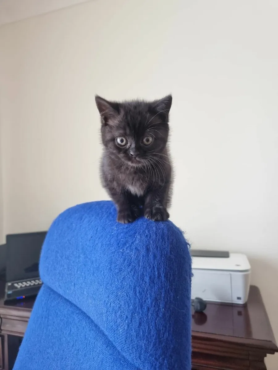 British shorthair kittens - Image 2
