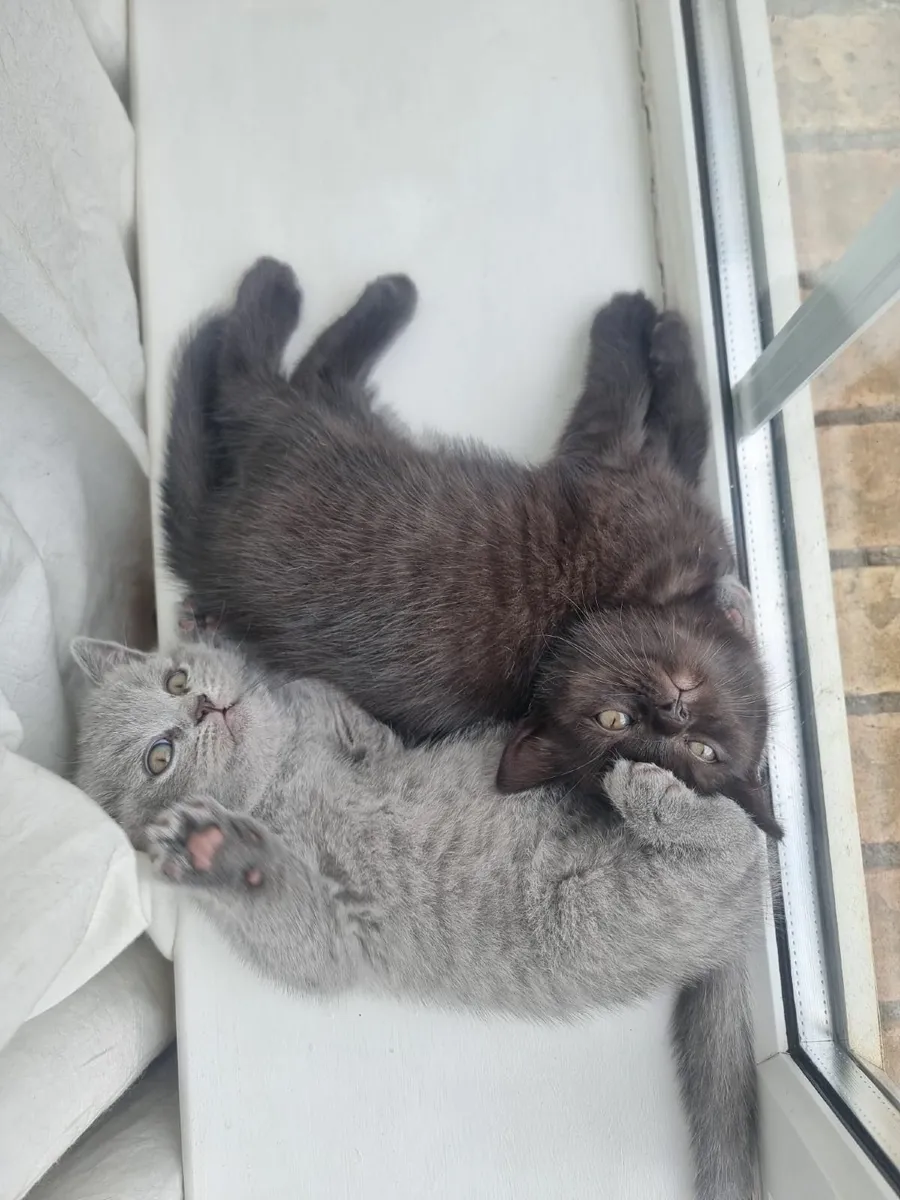 British shorthair kittens - Image 3