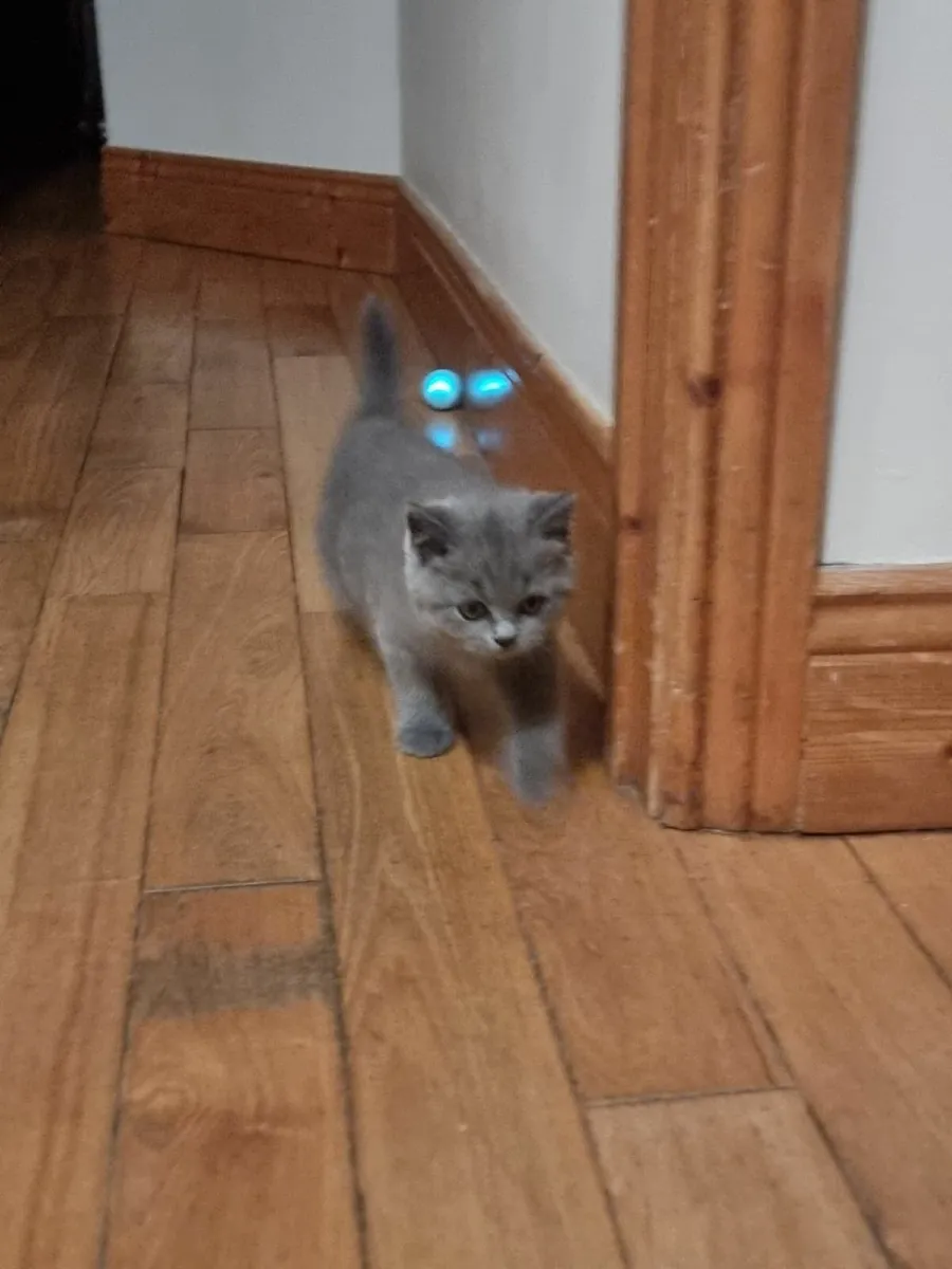 British shorthair kittens - Image 4