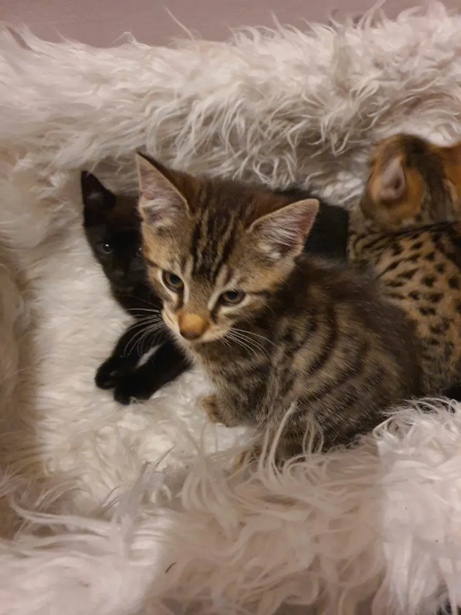 Kittens - Image 3