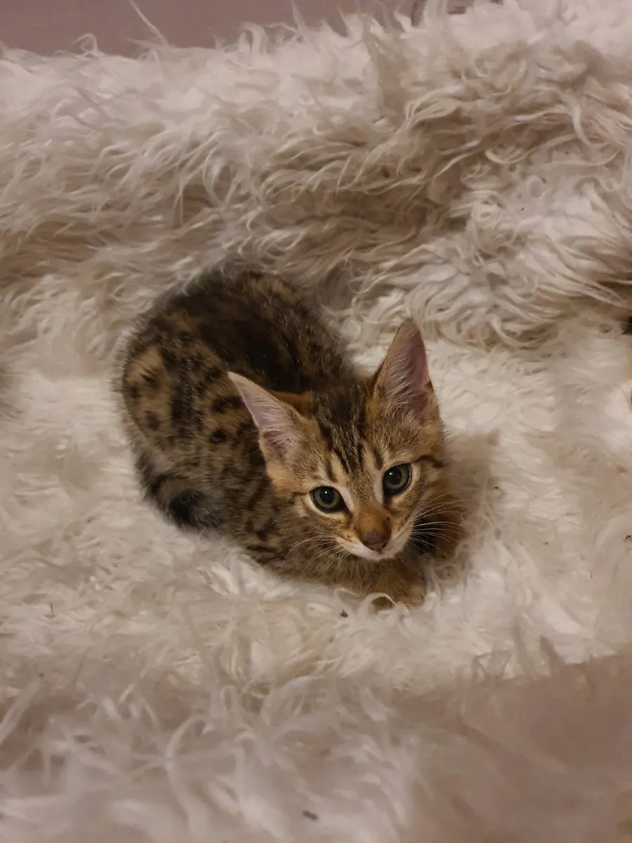 Kittens - Image 4