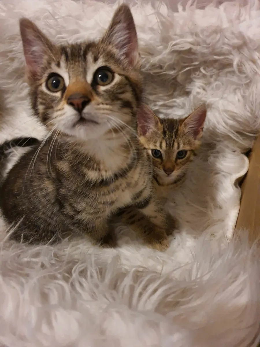 Kittens - Image 2