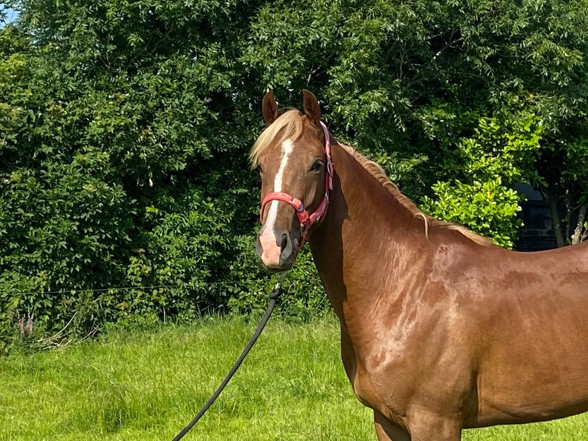 Tyson x Dignified 3year old filly - Image 1
