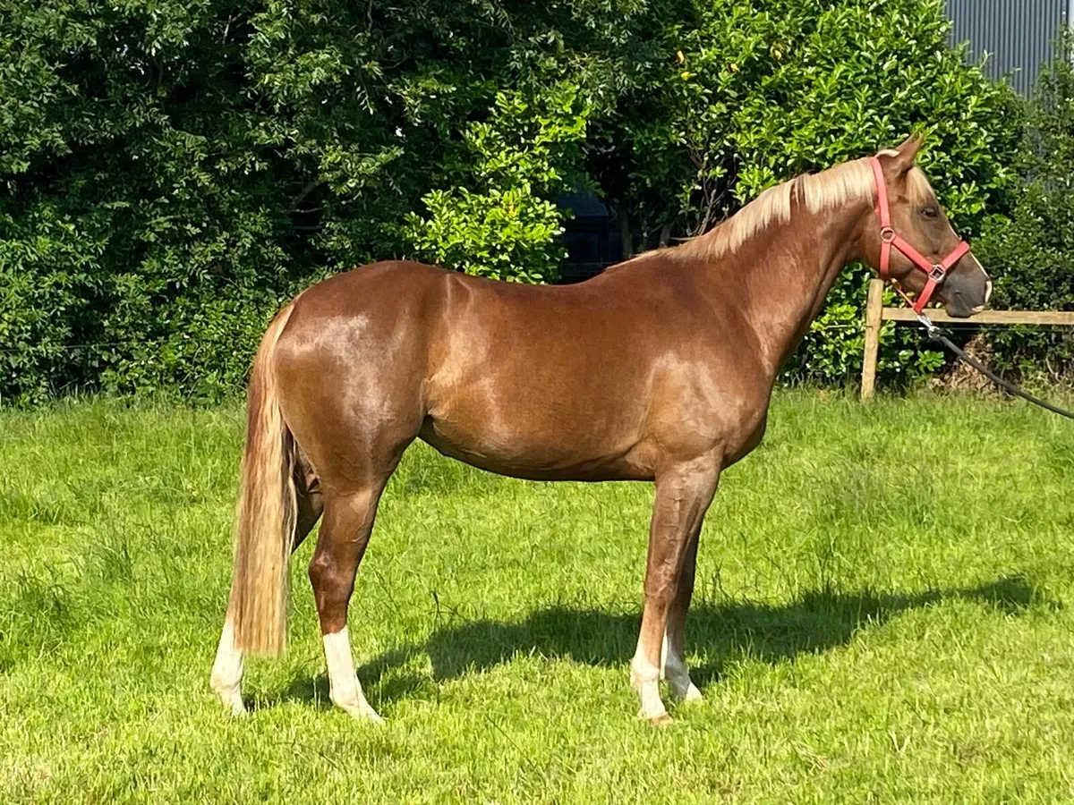 Tyson x Dignified 3year old filly - Image 2