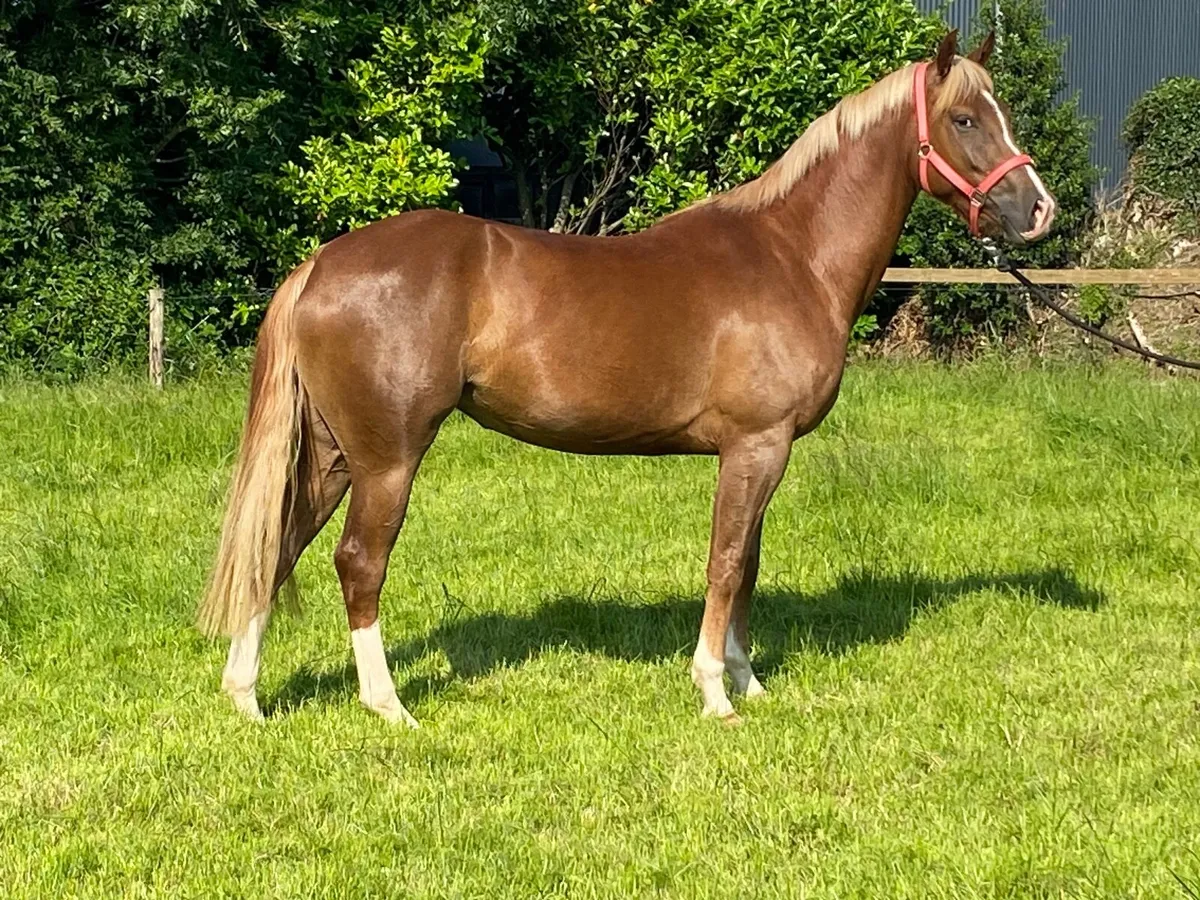 Tyson x Dignified 3year old filly - Image 3