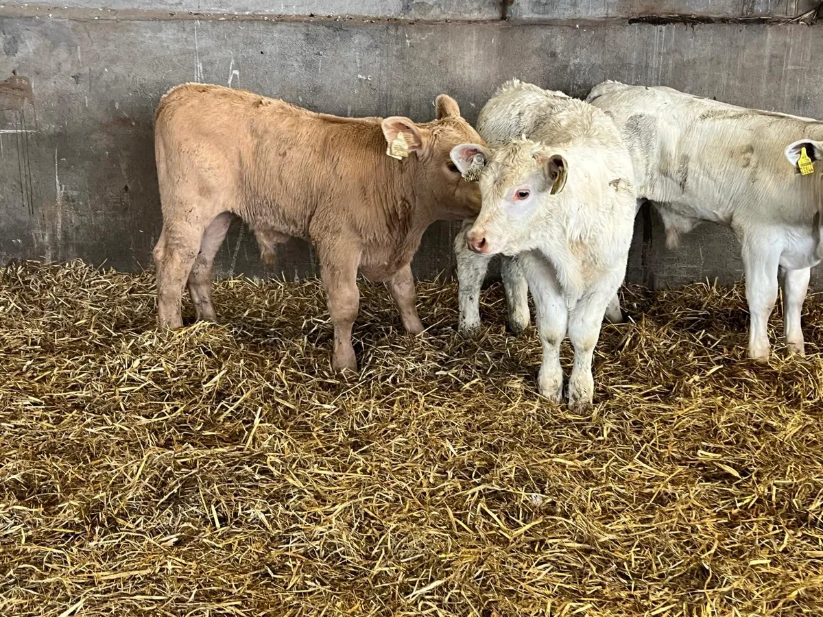 3 super  suckler  bred charlaois bulls - Image 2